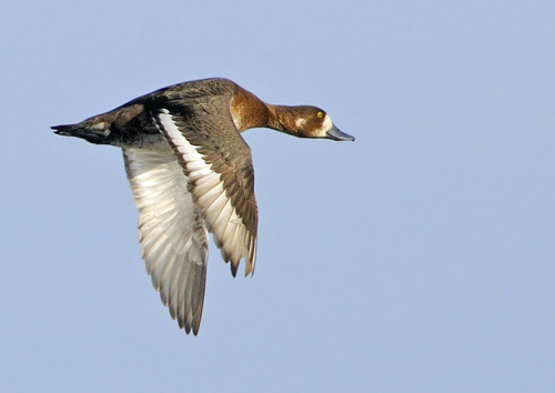 ����� � �����